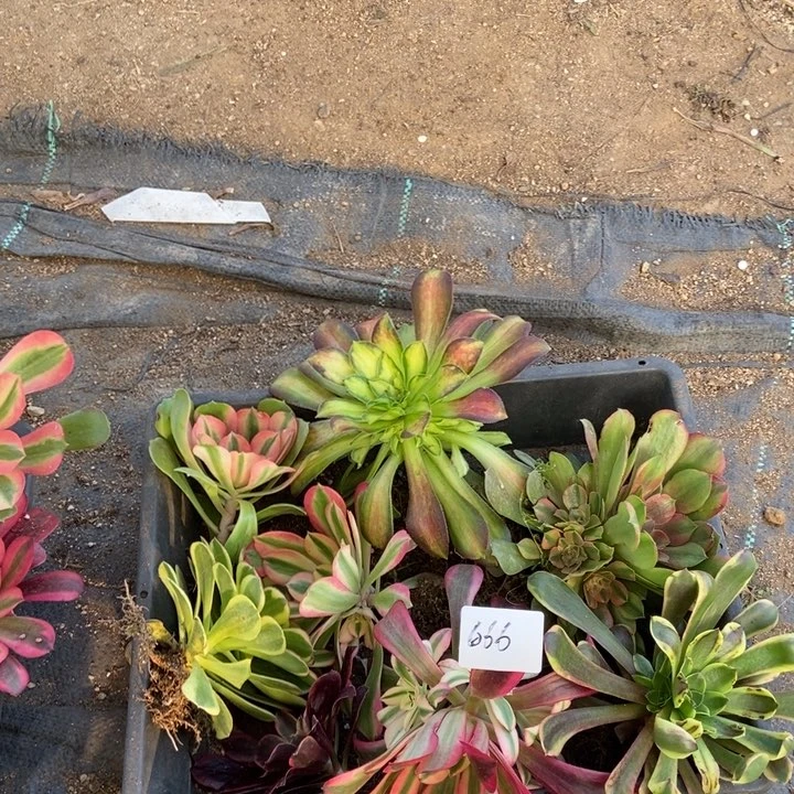 包*666组合多肉植物