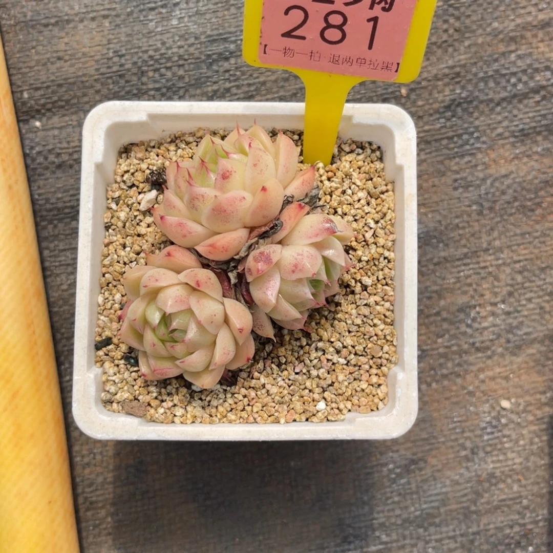 小***k云尘多肉一物一拍281