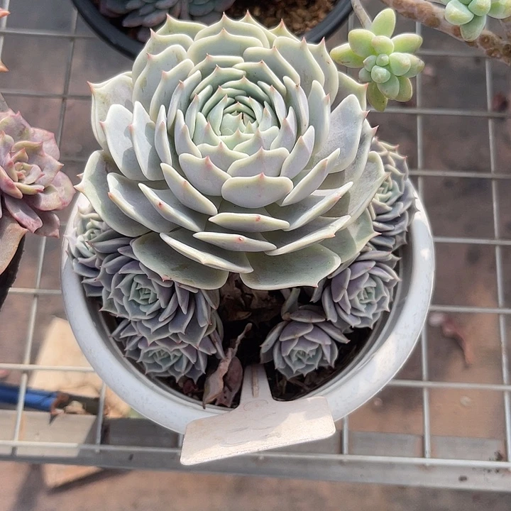 两单包邮，一物一拍露娜莲52