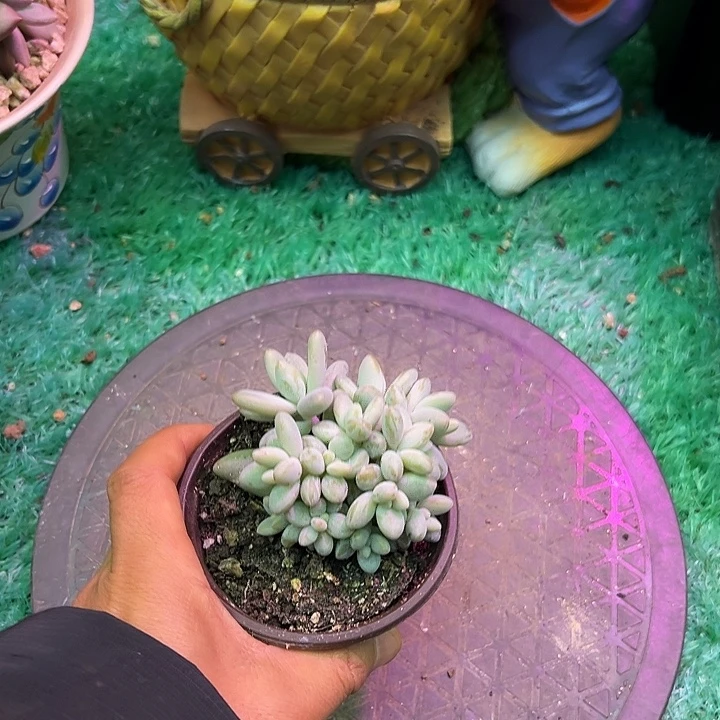 立****白兰地群生多肉植物