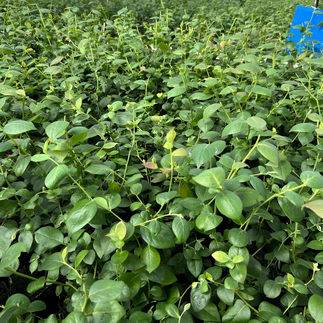 【花香蓝莓】树苗钵苗阳台盆裁带土不带花不带果云南基蓝莓苗基地