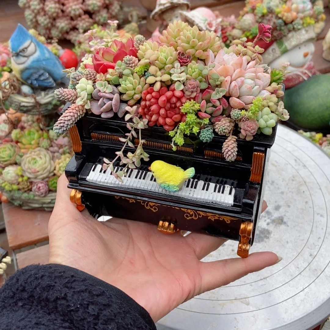 钢琴套餐盆土肉自己种