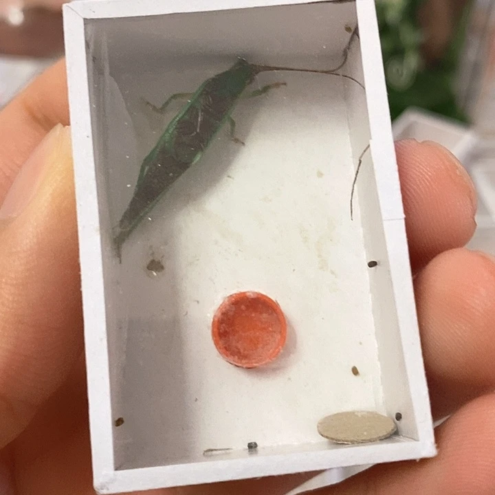 霍式片蟋一个啊啊啊啊