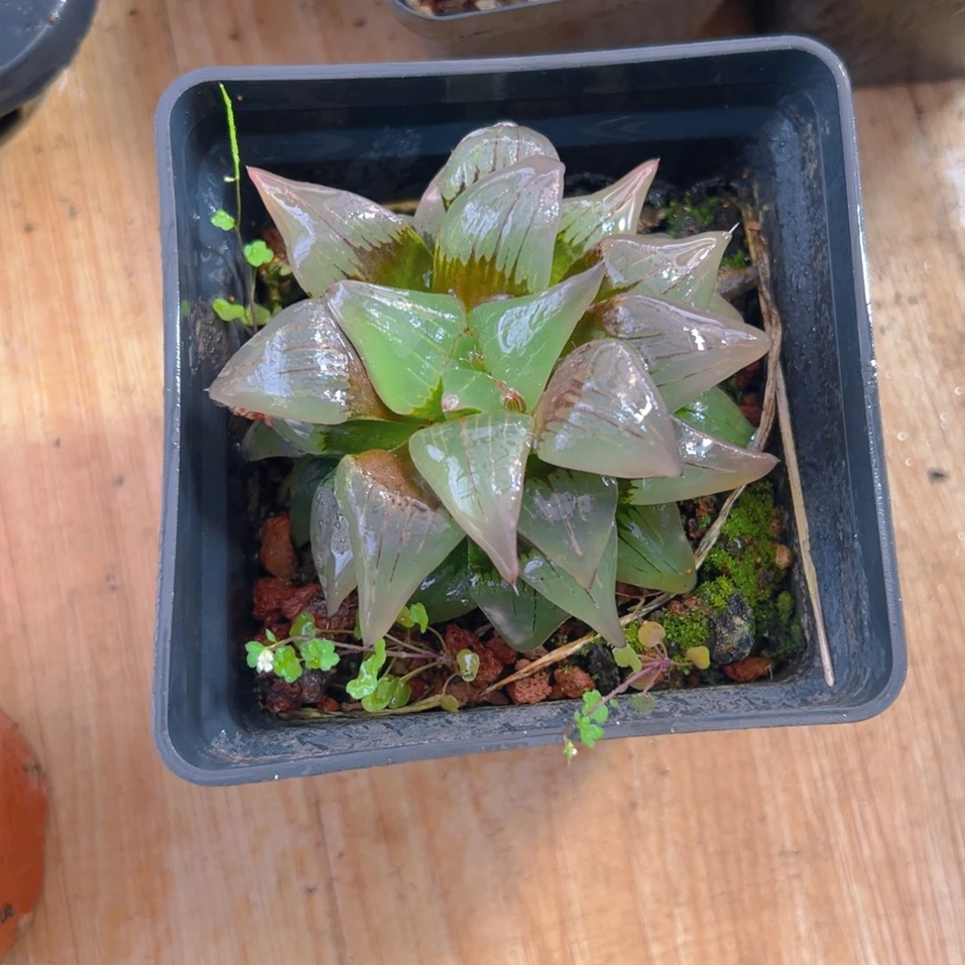 红纹寿母本玉露多肉1