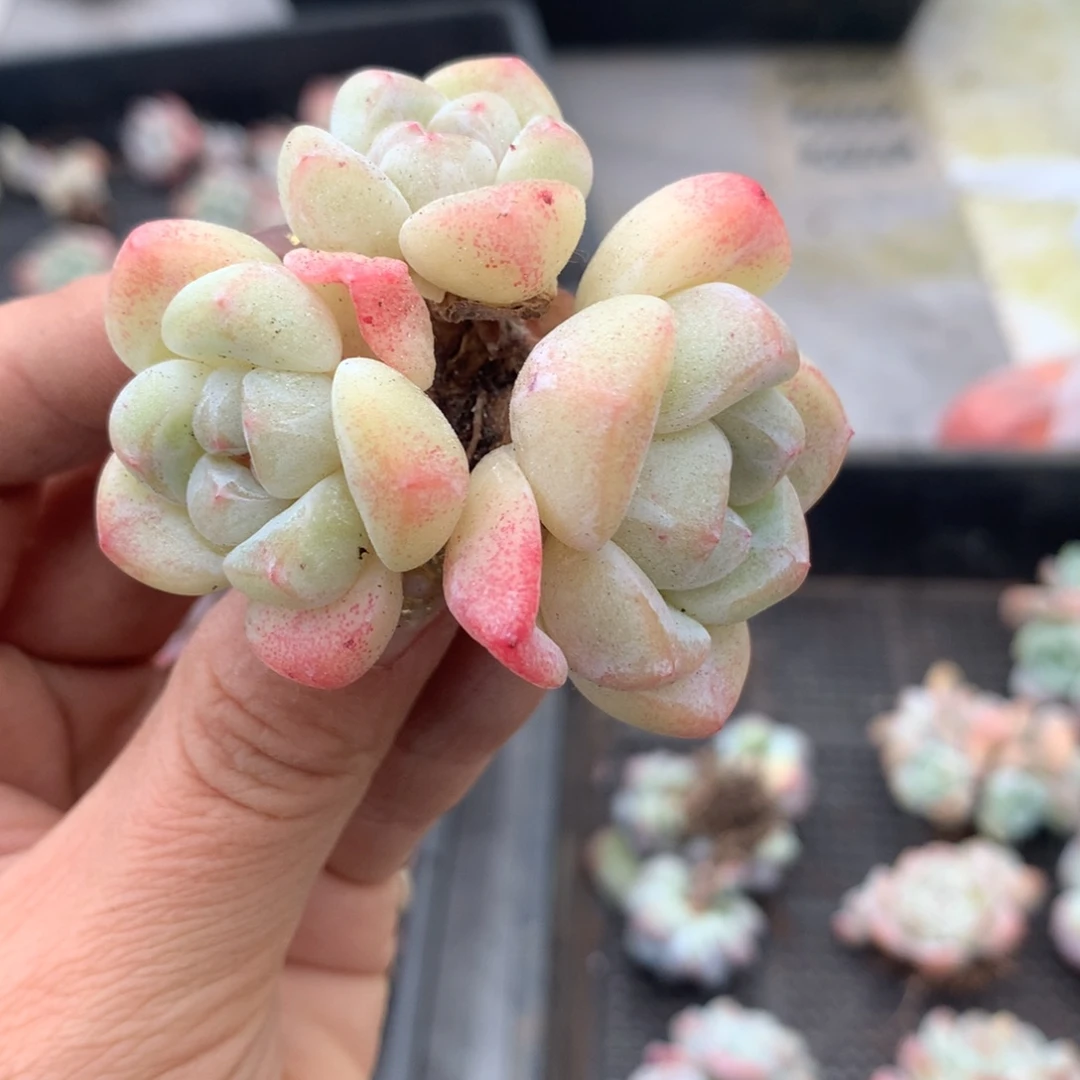 石榴籽哈哈哈哈哈哈哈哈哈