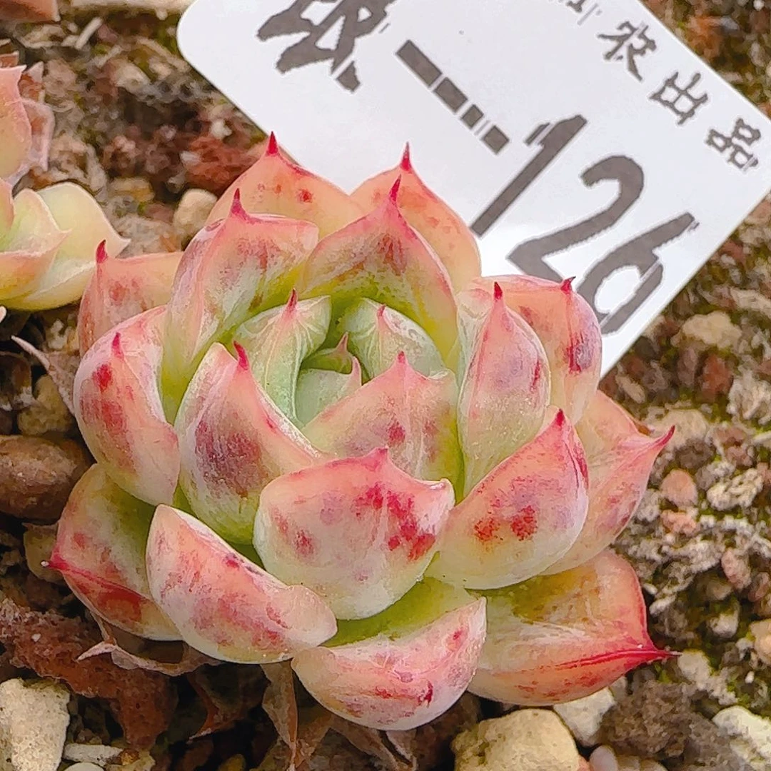 昵***称七代，126，仙农出品