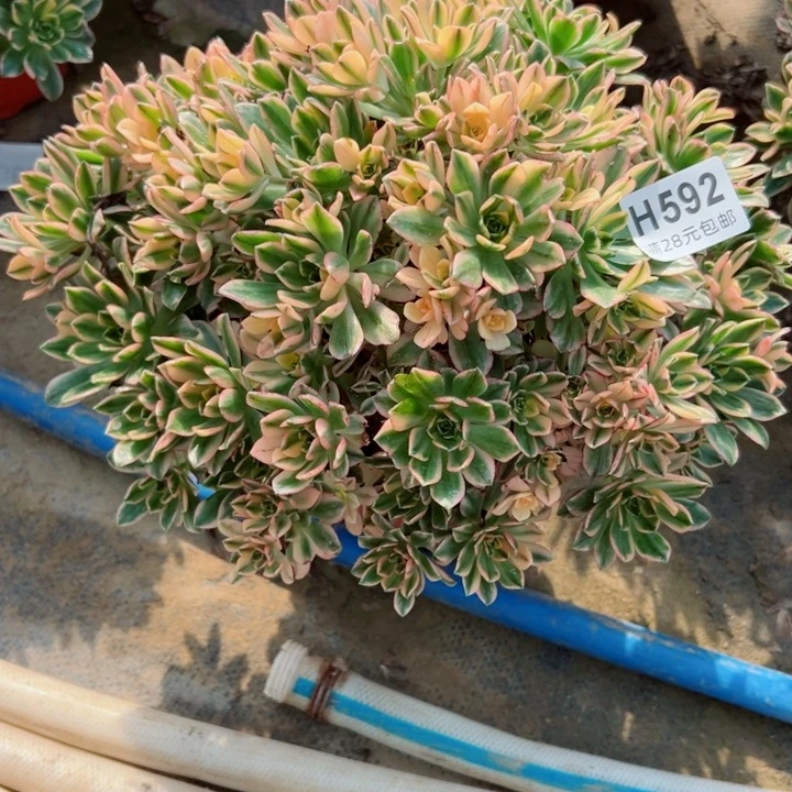 592甜茶多肉多肉多