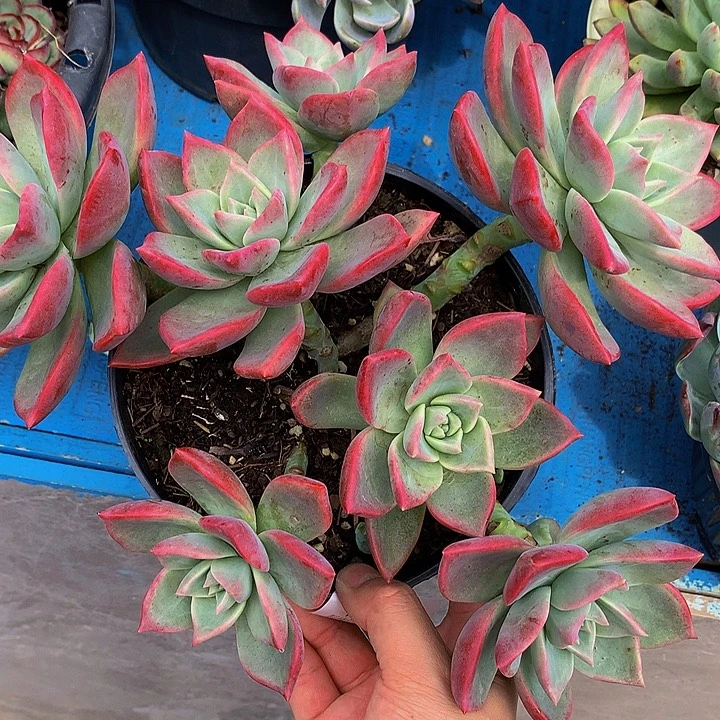 柿***意冰月19019多肉多肉