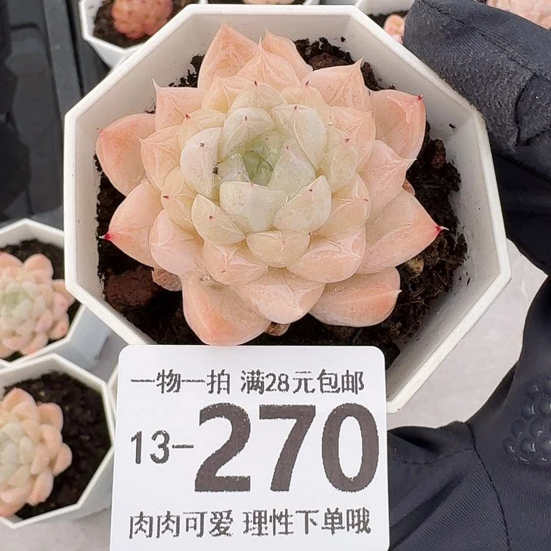 白卡无盆土发货无盆土发货无