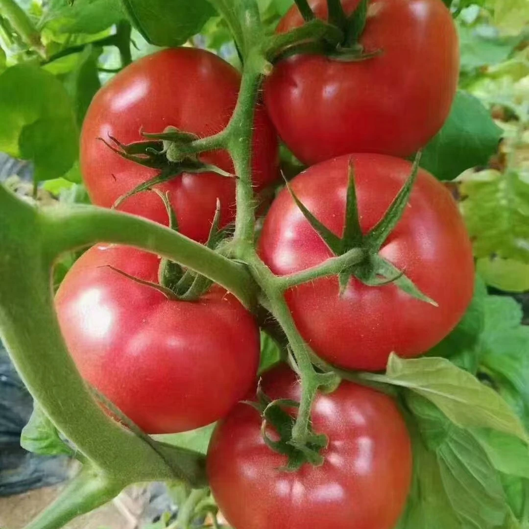 农家种植水果西红柿5斤新鲜