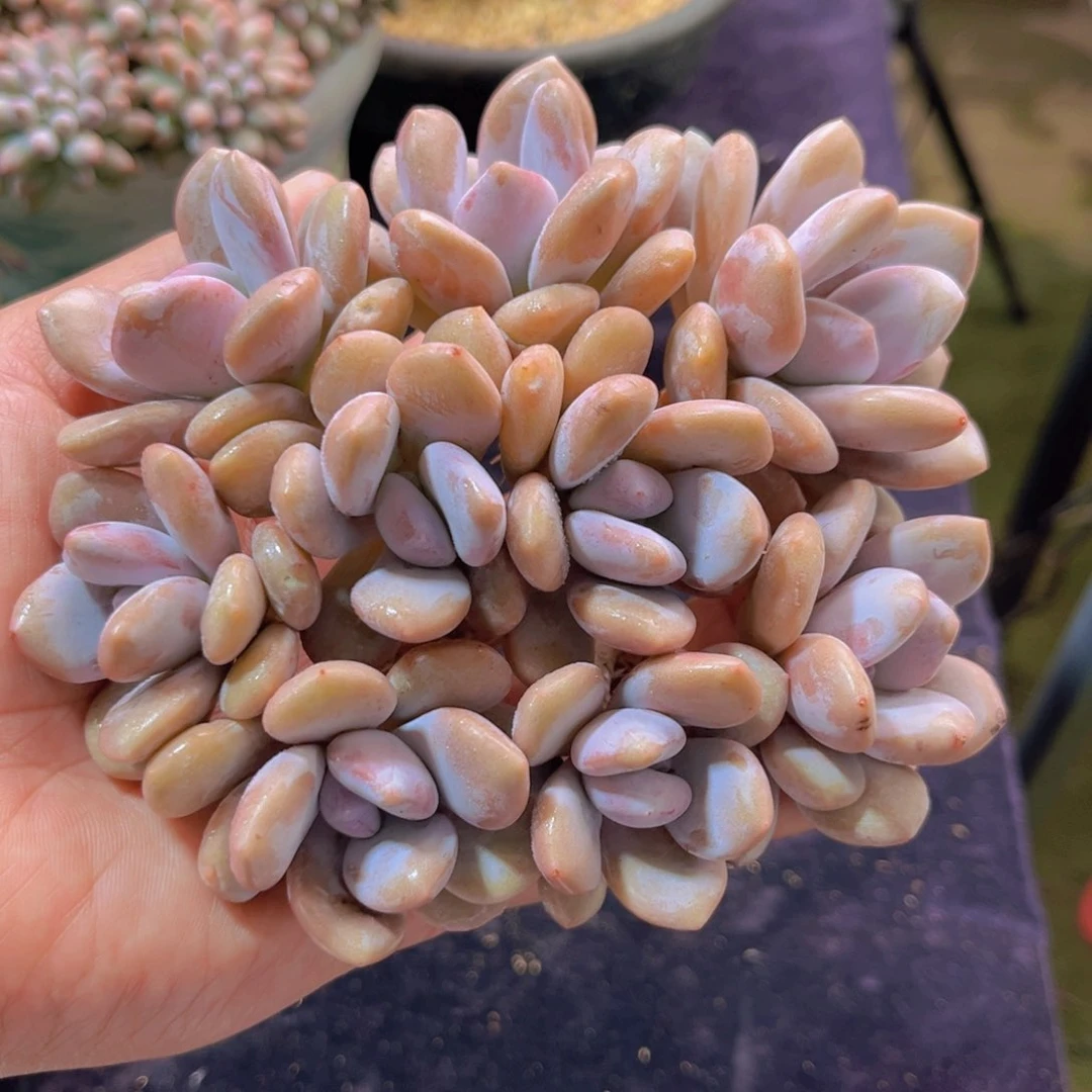 完全开放多肉植物粉兔老桩