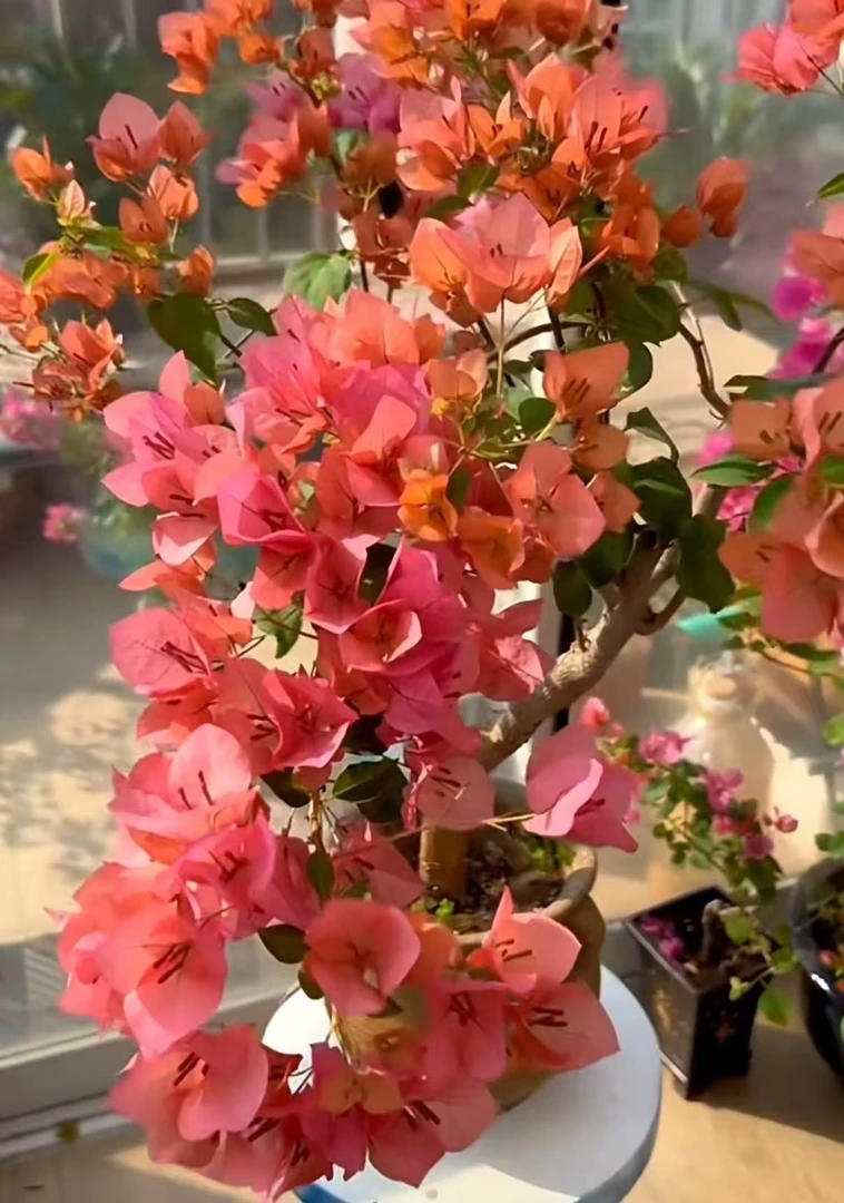 【暗斑夕阳红】三角梅盆栽四季花卉庭院爬藤阳台景观