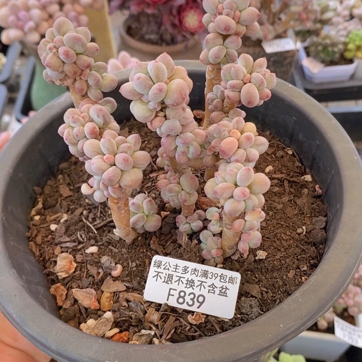苹果奶10cm839多肉植物