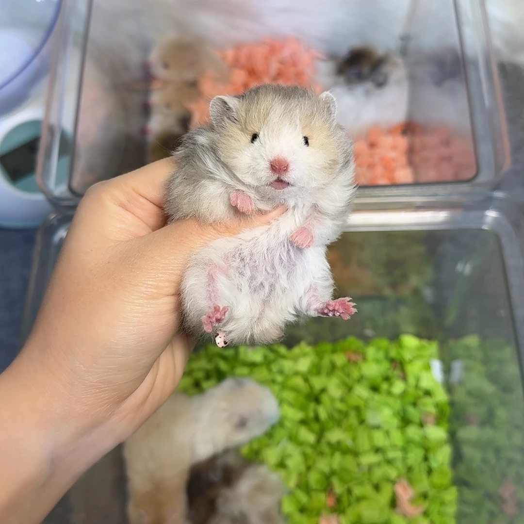 金丝熊火波卷妹妹