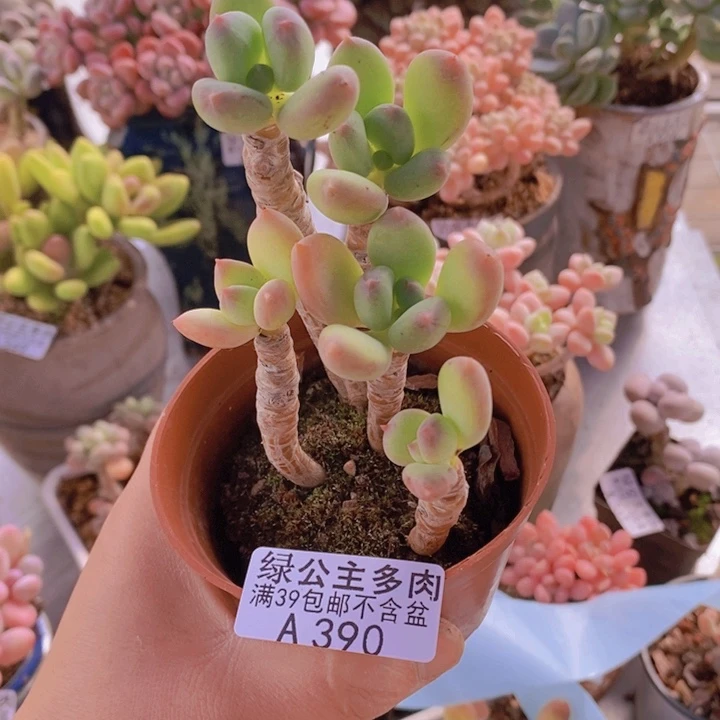 三日月不包整390多肉植物