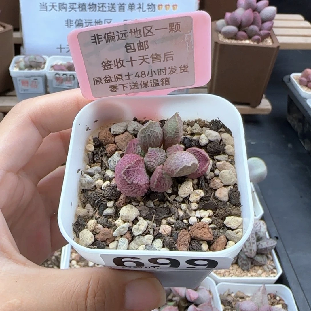699巨猪宝多肉植物