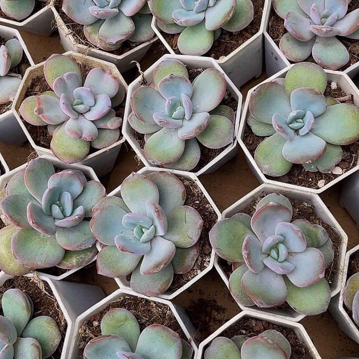 韩版奶茶带盆土发货