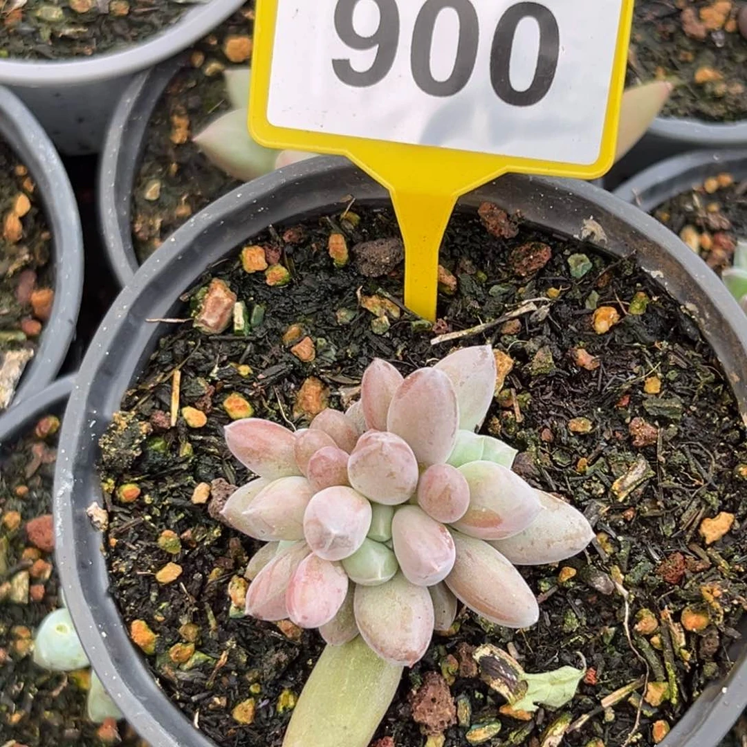 多肉植物哥特胶糖体900