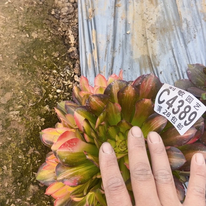 流星雨多肉植物法师4389