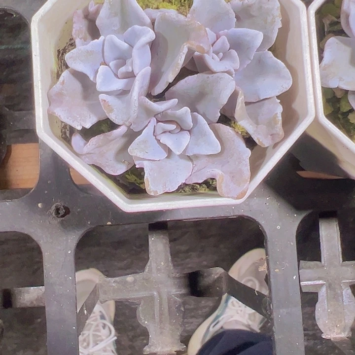 白饺子皮精品多肉植物