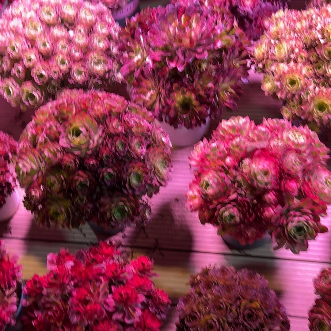 D****?多肉植物法师盆21口径2个