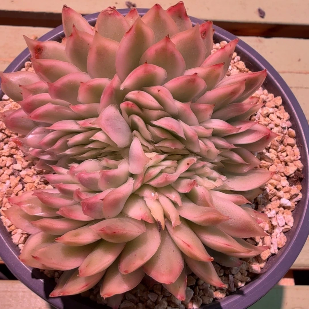 紫蝴蝶锦缀，锦上园艺一物一拍