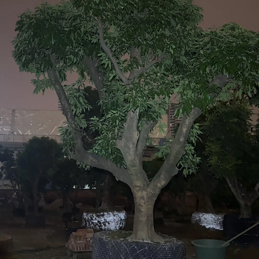 宽***容完全开放果树果树果树11111111