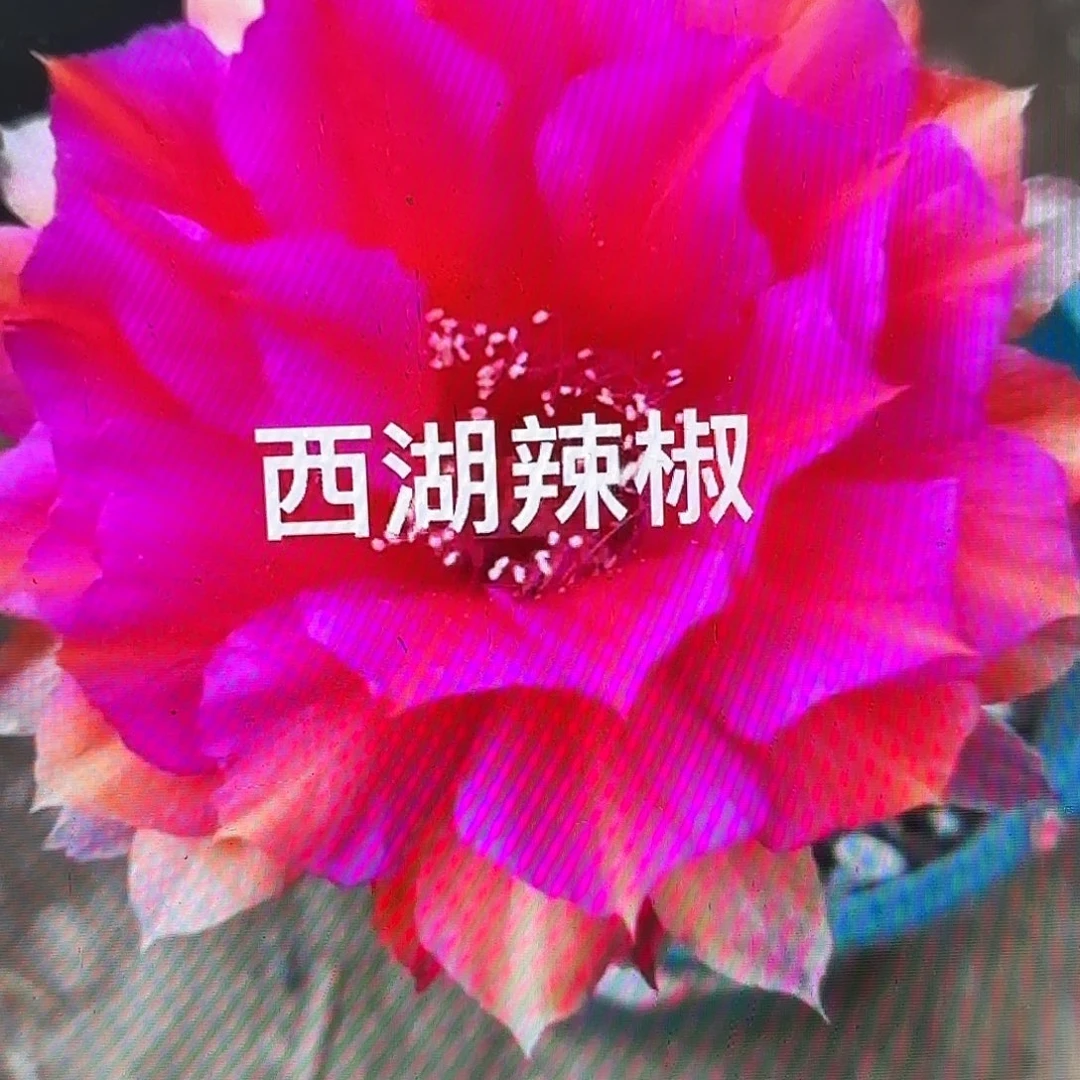 辣椒彩侧牙20包邮仙人球30