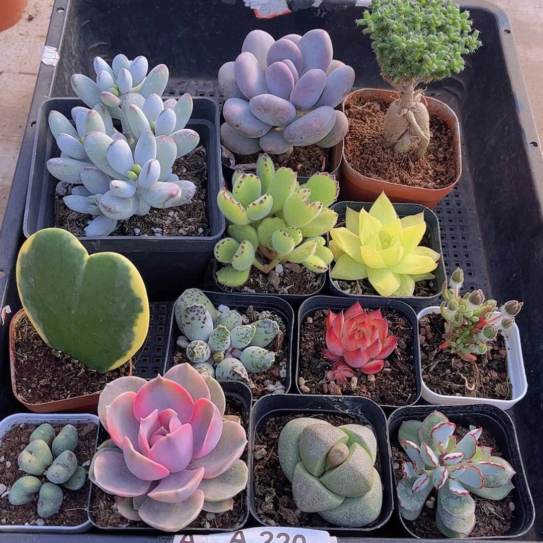 多肉220多肉植物