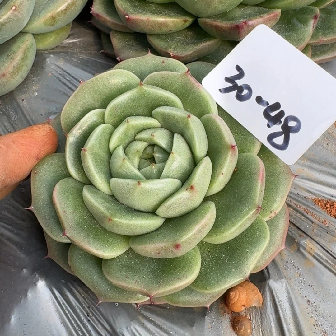 麦秆一颗一物一拍30-48