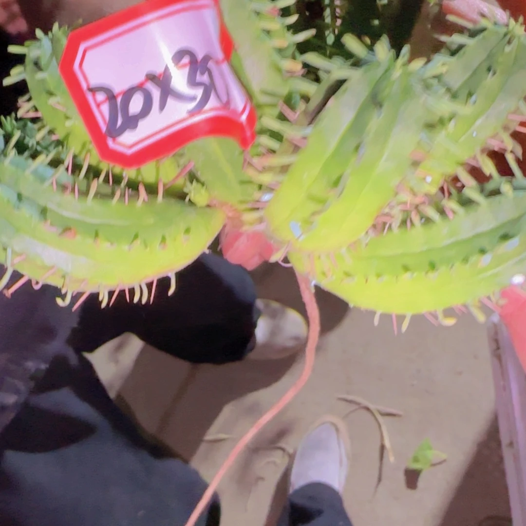 块根植物块根植物