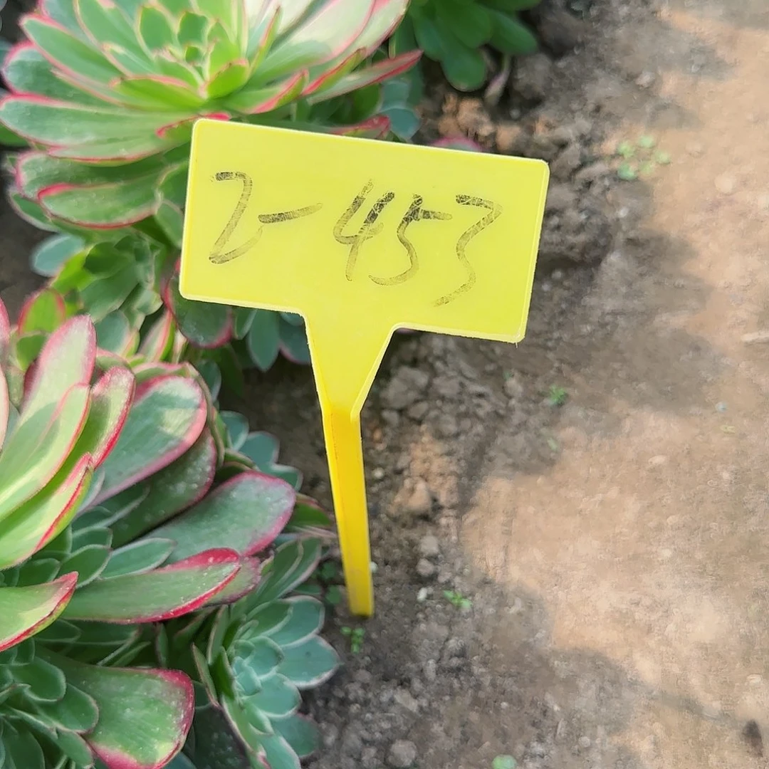 ?***南2-453--香炉盘两颗多头