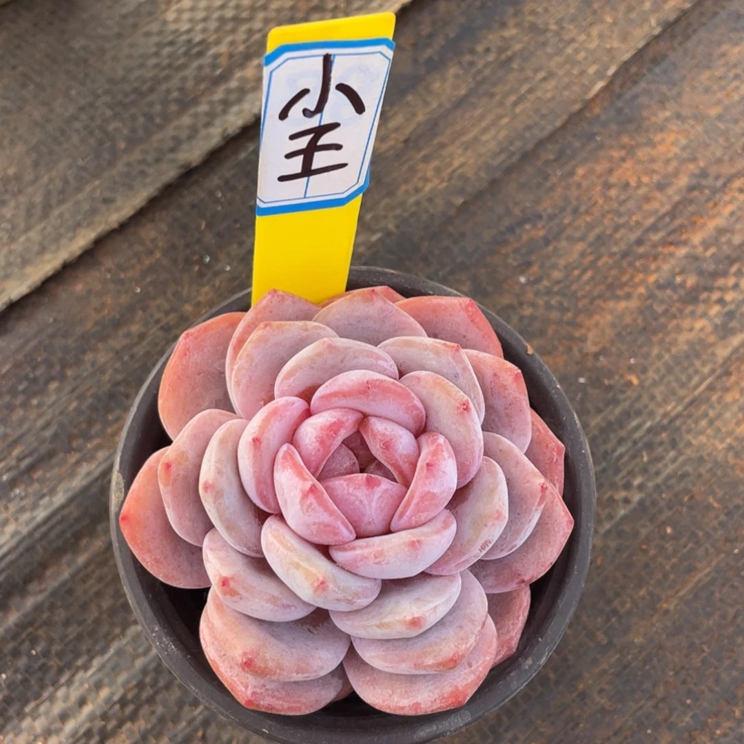 小***了姐姐我要买衣服穿什么鞋