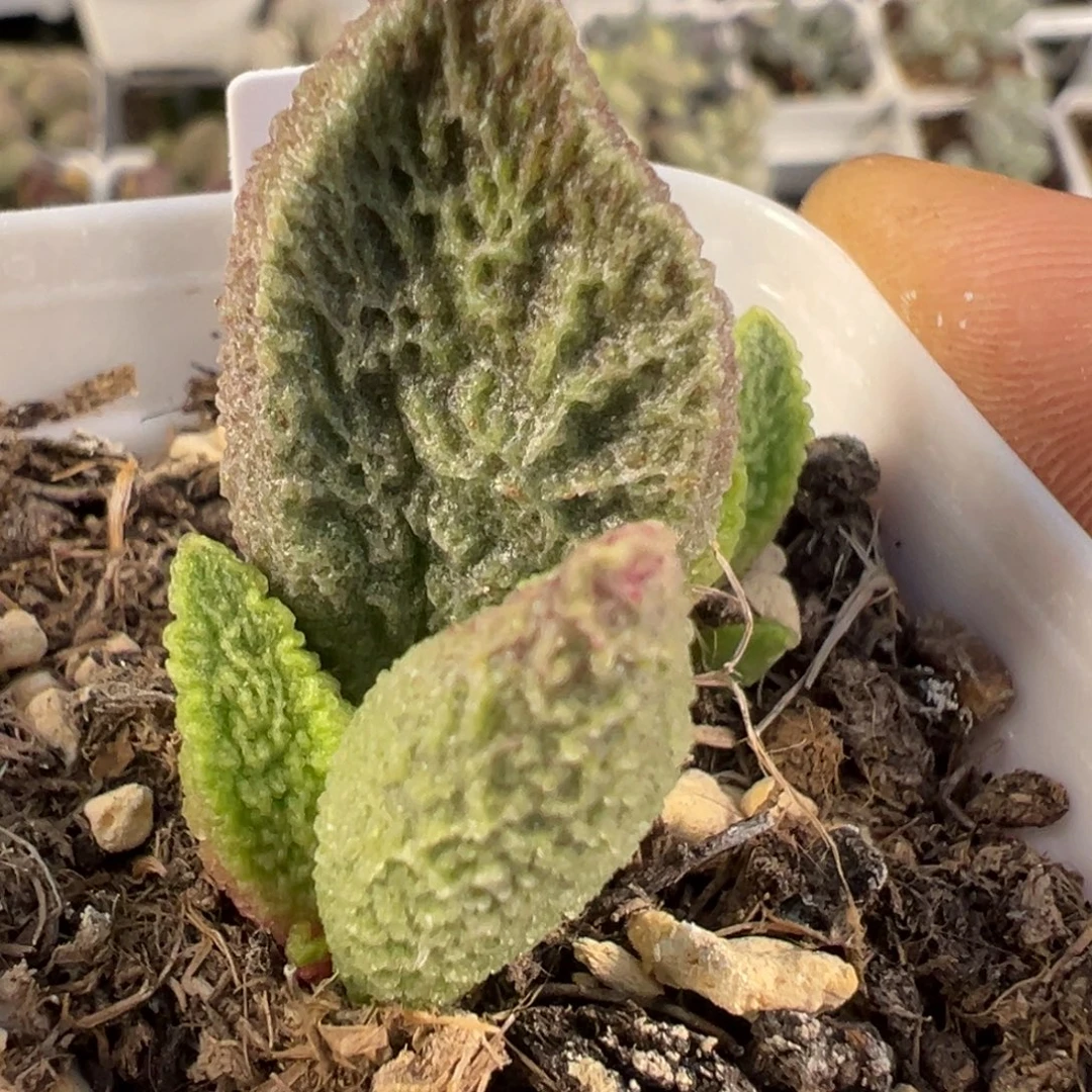 实生新品多肉植物水泡实