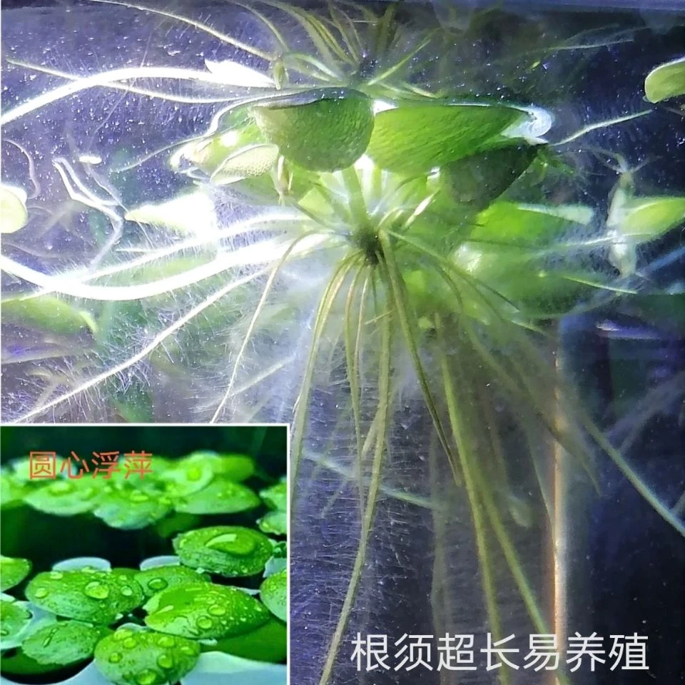 水草浮萍圆心萍净化水质水培绿植庭院办公室古法鱼缸造景漂浮水草