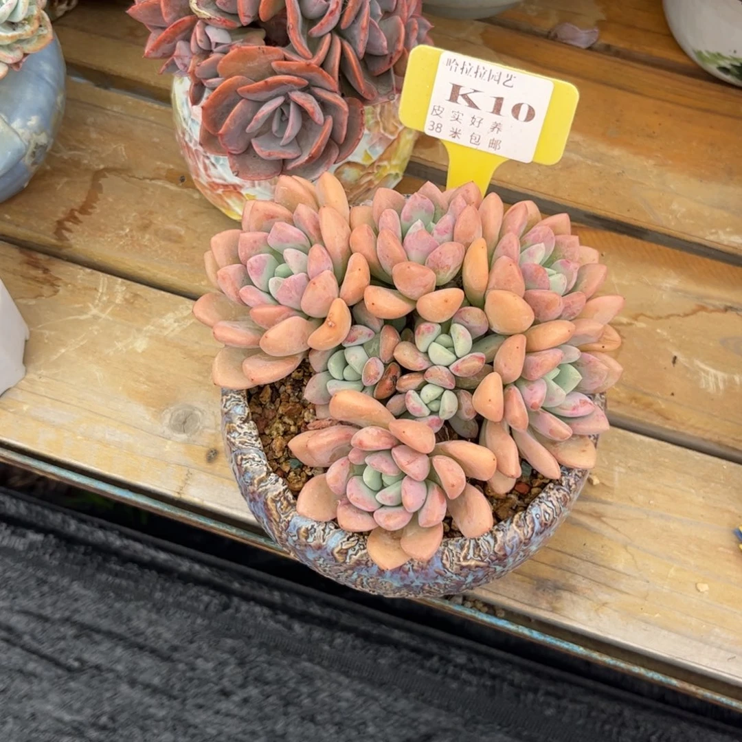 淼*淼多肉植物111111111