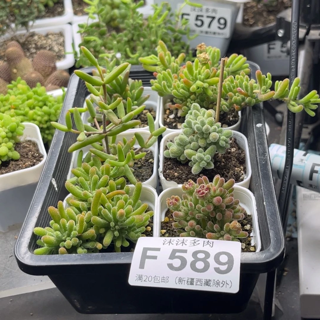 ?****?组合套餐 589。