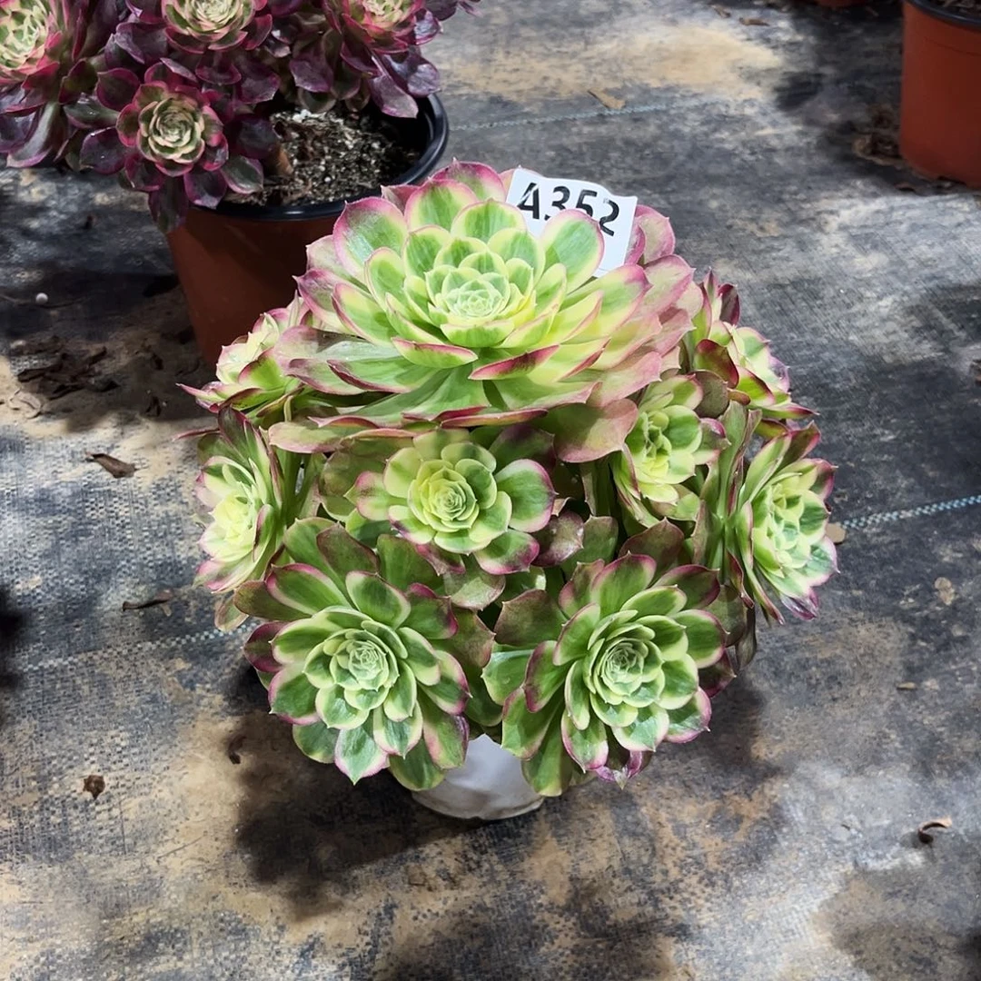 多肉植物玉姿352多肉