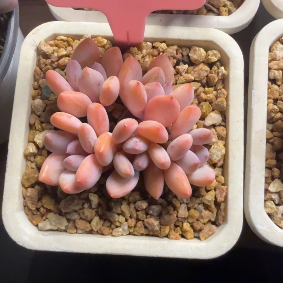 珍舞奶酪2222222222222