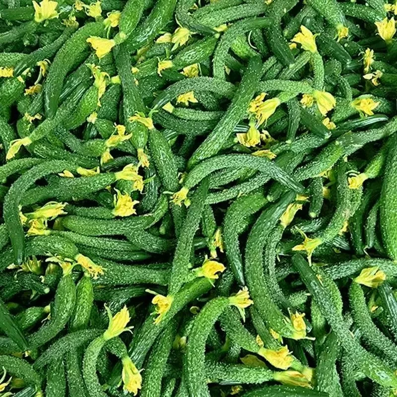 【小吴助农】黄瓜纽3斤 腌菜用 现摘现发 新鲜