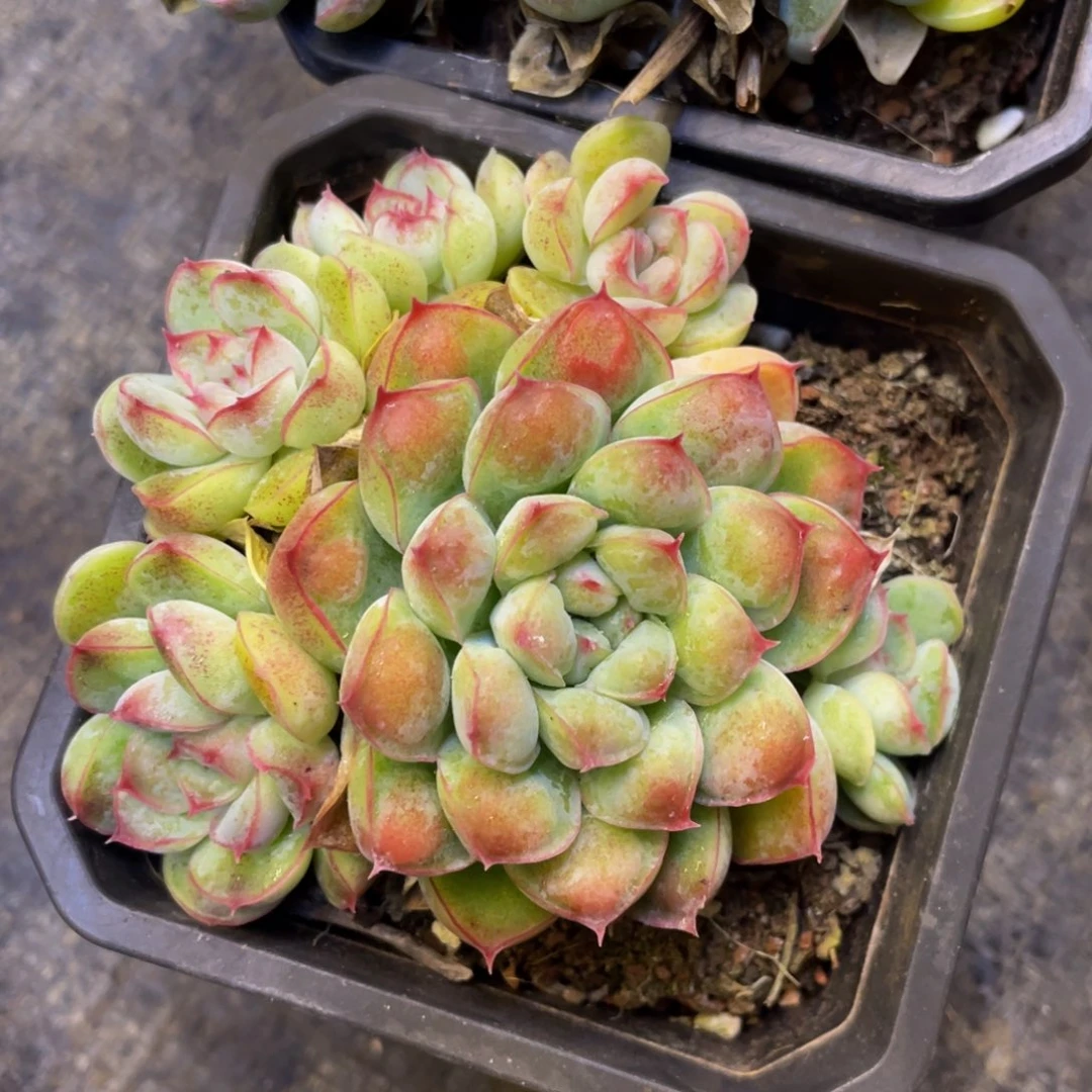 白***白多肉植物盆栽多肉