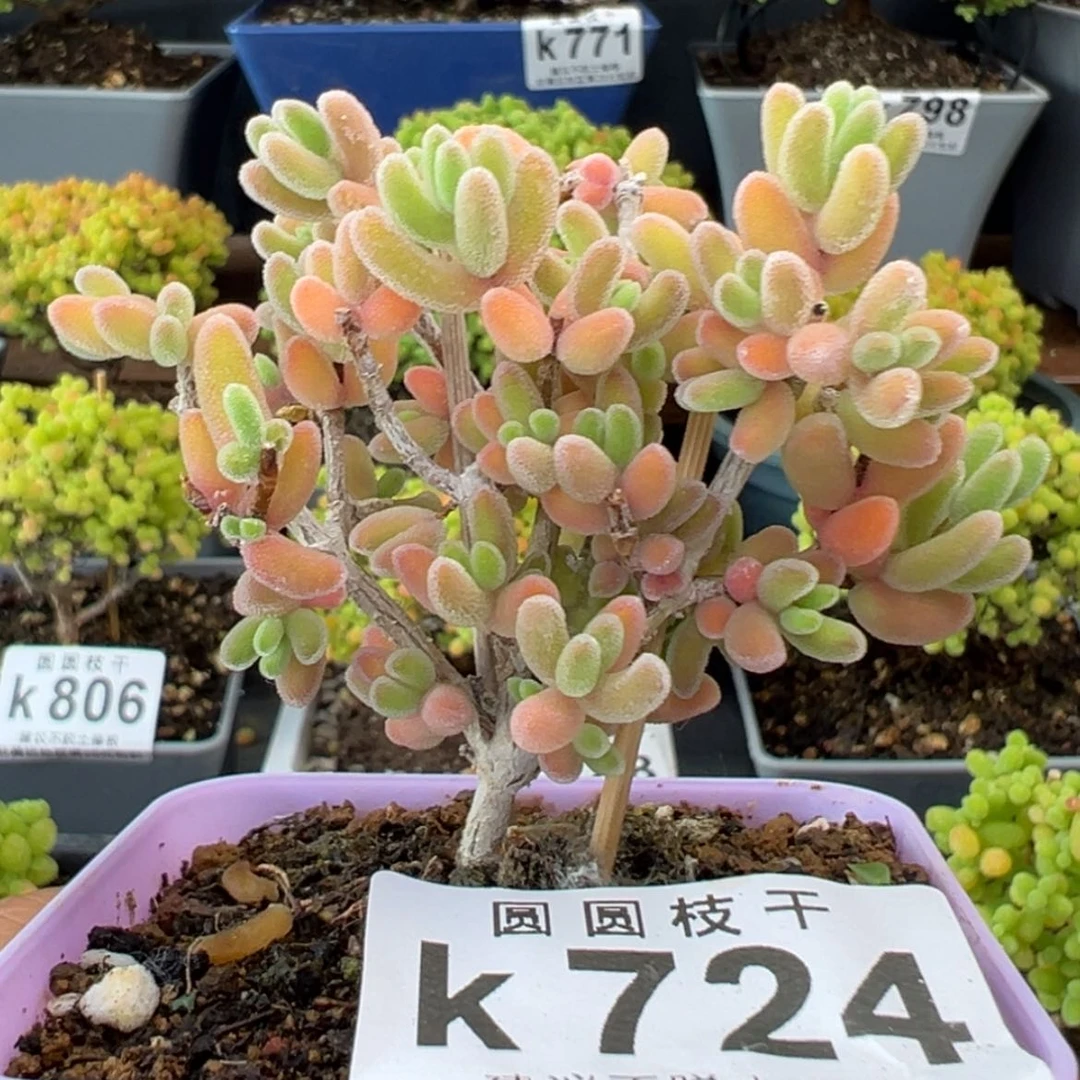 【闪购商品】k724荔枝糯米糍