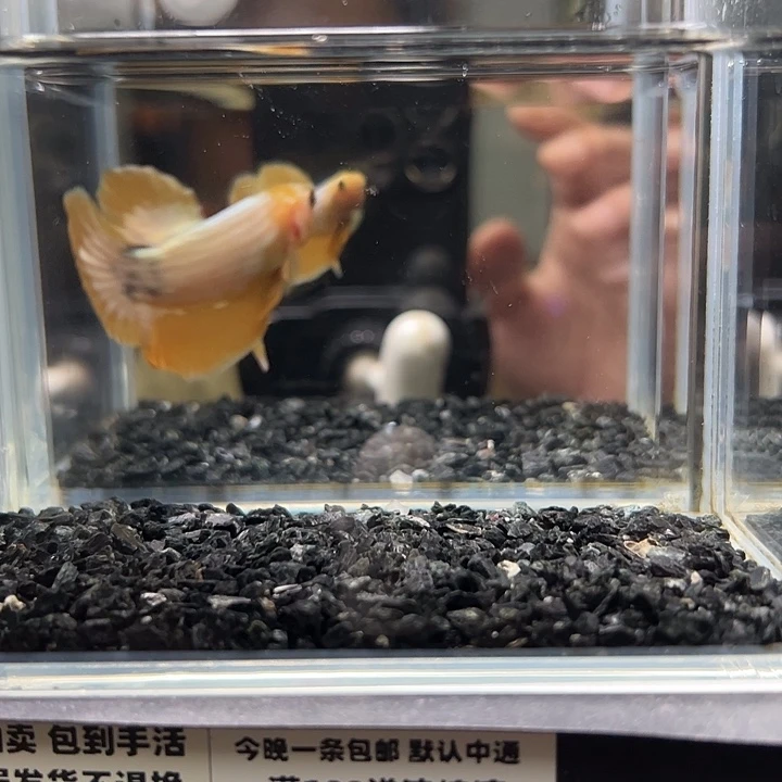 斗鱼竞拍跑单拉黑12日91