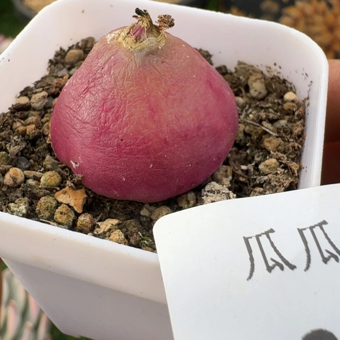 2633灯泡多肉植物的时候