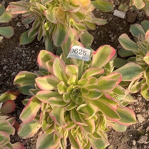 625香妃多肉法师锦