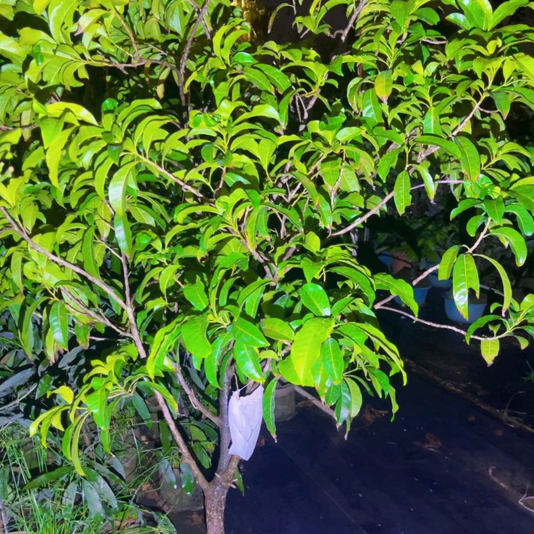 无花朵果树57755