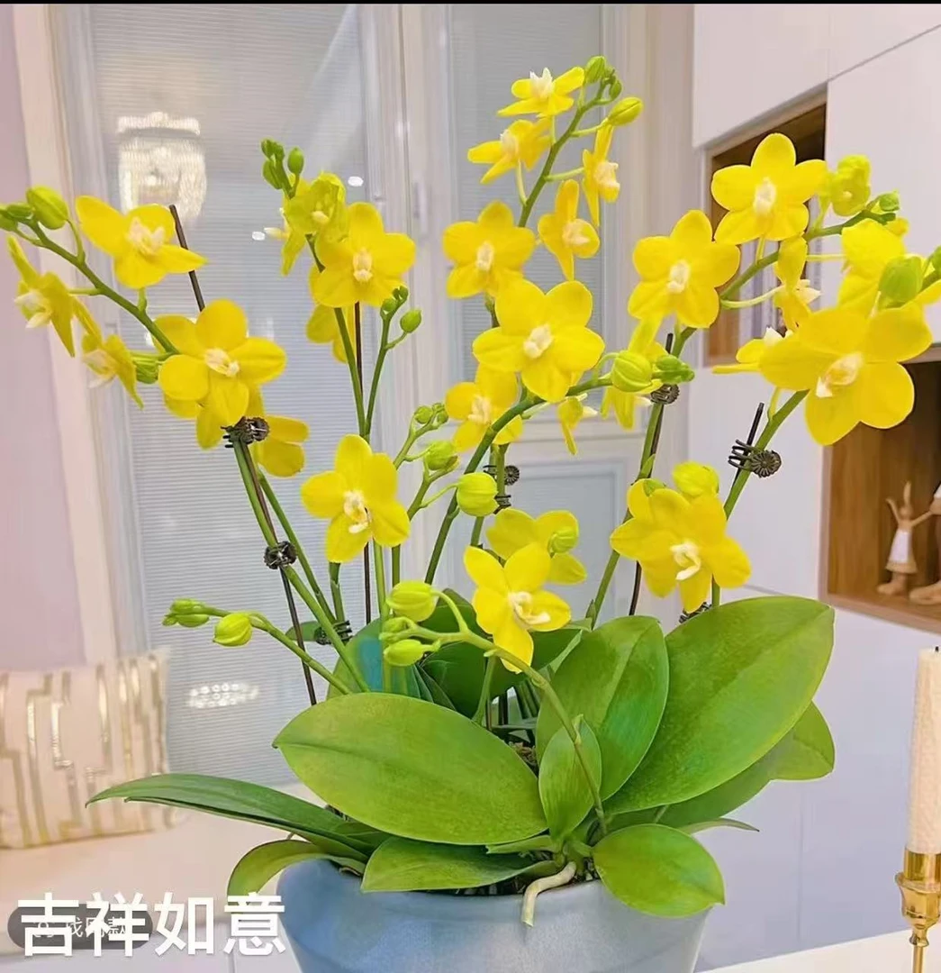 【吉祥如意带花苞】2.8寸5度以下拍保温不拍保温冻伤不赔消包不售后