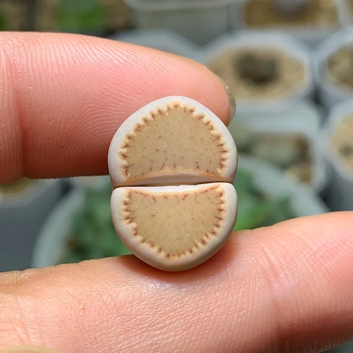 精品多肉植物精品多肉