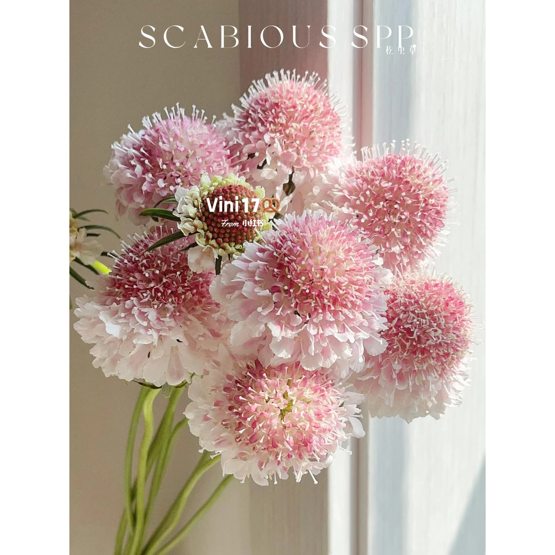 婵之语优选草莓琥珀松虫草鲜切花