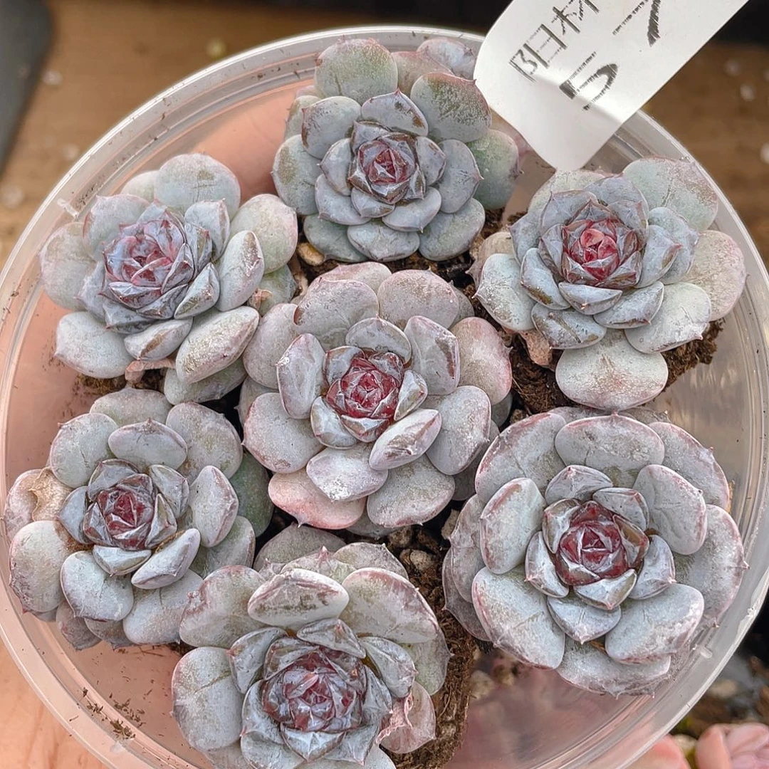 咔***咔多肉植物多肉植物578